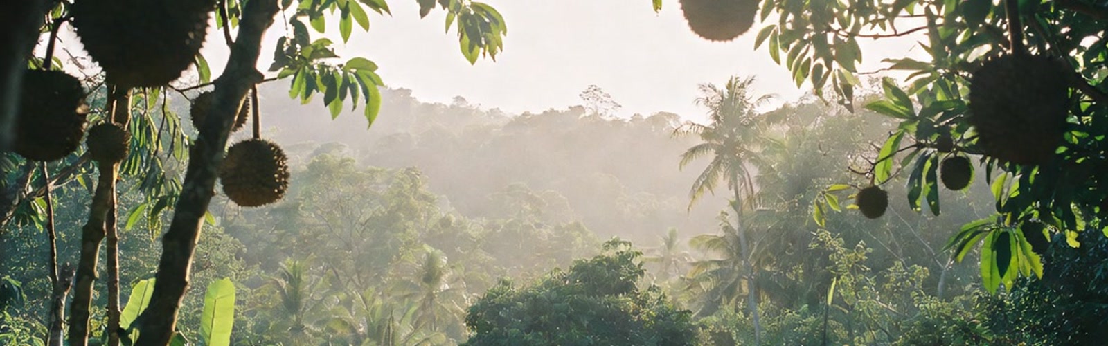 Durian Agroforestry